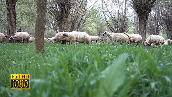 فوتیج ویدیویی گوسفند