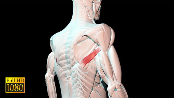 فوتیج ویدیویی آناتومی بدن ماهیچه