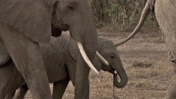 فوتیج ویدیویی فیل