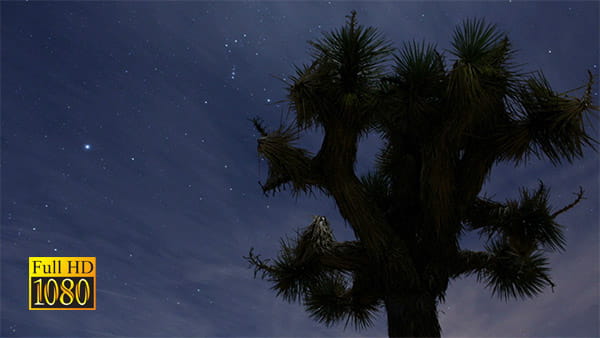 فوتیج ویدیویی تایم لپس ستارگان و درخت