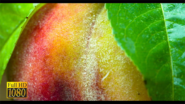 فوتیج ویدیویی میوه هلو