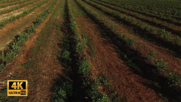 فیلم هوایی از کشاورزی