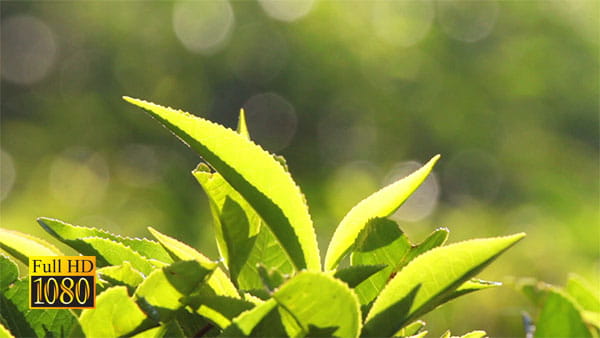 فوتیج ویدیویی چای گیاهی