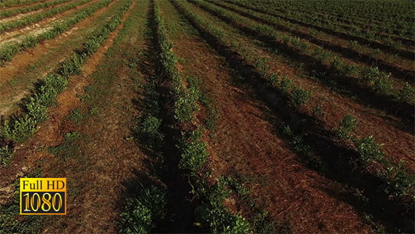 فیلم زمین کشاورزی