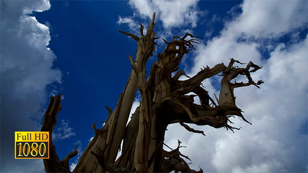 فوتیج ویدیویی تایم لپس درخت