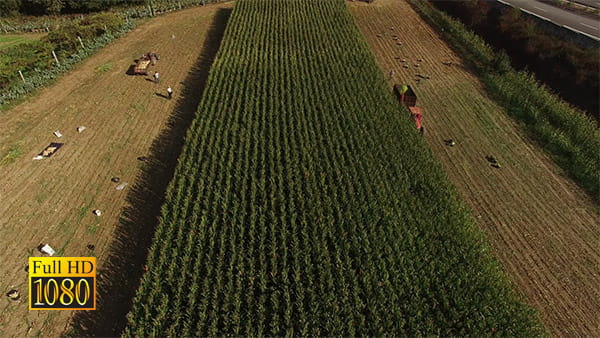 فیلم هوایی از برداشت محصولات کشاورزی