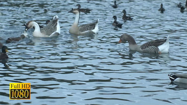 فوتیج ویدیویی حیوانات اردک